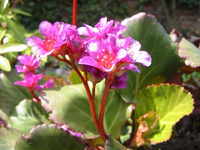 Бадан Bergenia Abendglut