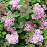 Спирея японская Манон (Spiraea japonica Manon)