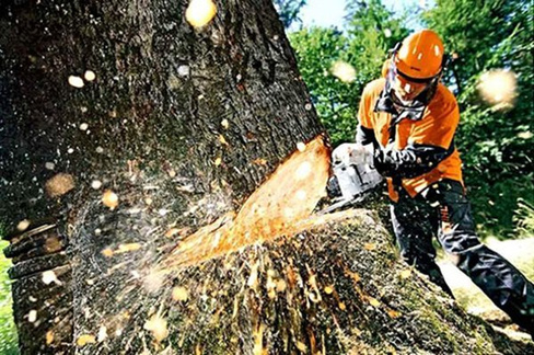 Удаление дерева частями с полным завешиванием D ствола до 20 см
