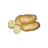 Семенной картофель Скарб 2 кг