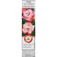 Розы чайно-гибридные «Императрица Фара» Без бренда