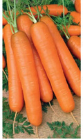 Морковь Самсон 0,5г б/п Уральский Дачник 769041