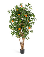 Апельсиновое дерево с плодами в-180 см 2/2 10.40306N Treez
