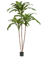 Кордилина Фрутикоза зелёная в-210 см 2/2 10.25007N Treez